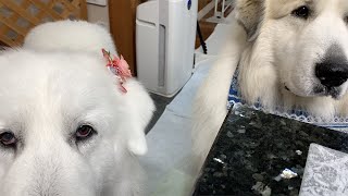 【ルンルンの裏庭】オヤツに真剣なルンルンとアラン