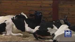 With the Big E canceled, 4-H plans for a virtual state fair