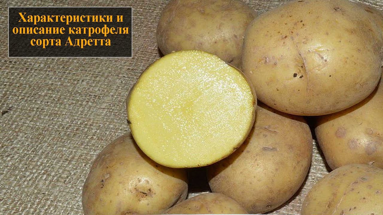 Картофель адретта характеристика сорта отзывы вкусовые качества