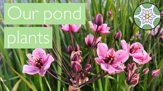 Our Pond Plants: a quick explainer talking about our plants. What they are and where they're from.