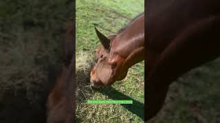 Simple Supplements. Big Results: Balanced nutrition for all horses | Equilibrium | Stance Equitec
