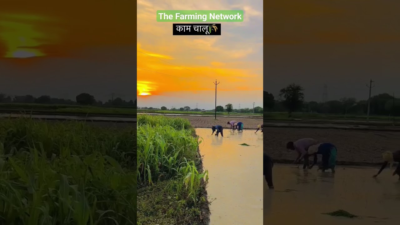 The Farming Network