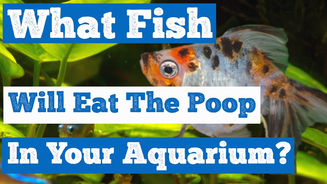 What Fish Will Eat the Poop in Your Aquarium? - Informational Video 