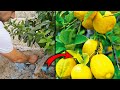 طريقة م جر بة لزيادة إثمار شجرة الليمون الشهري وحل مشكلة قلة العصير في ثمار الليمون 