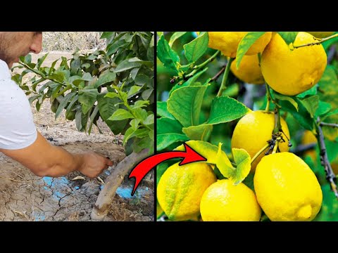 فيديو: كيف تحول الليمون إلى نبات مثمر؟