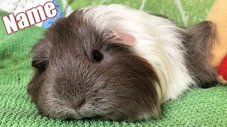 Neues Meerschweinchen Bekommt Namen Die Meeries