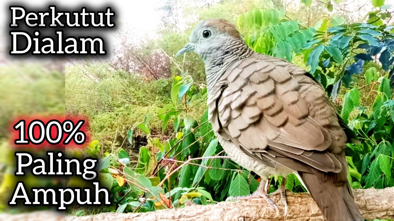 PERKUTUT LOKAL GACOR DIALAM 100% AMPUH BUAT PANCINGAN. 