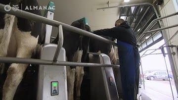 Minnesota Dairy Farms Embrace Robotic Milking: A Fourth-Generation Farmer