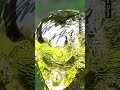 Une fausse Coupe du monde