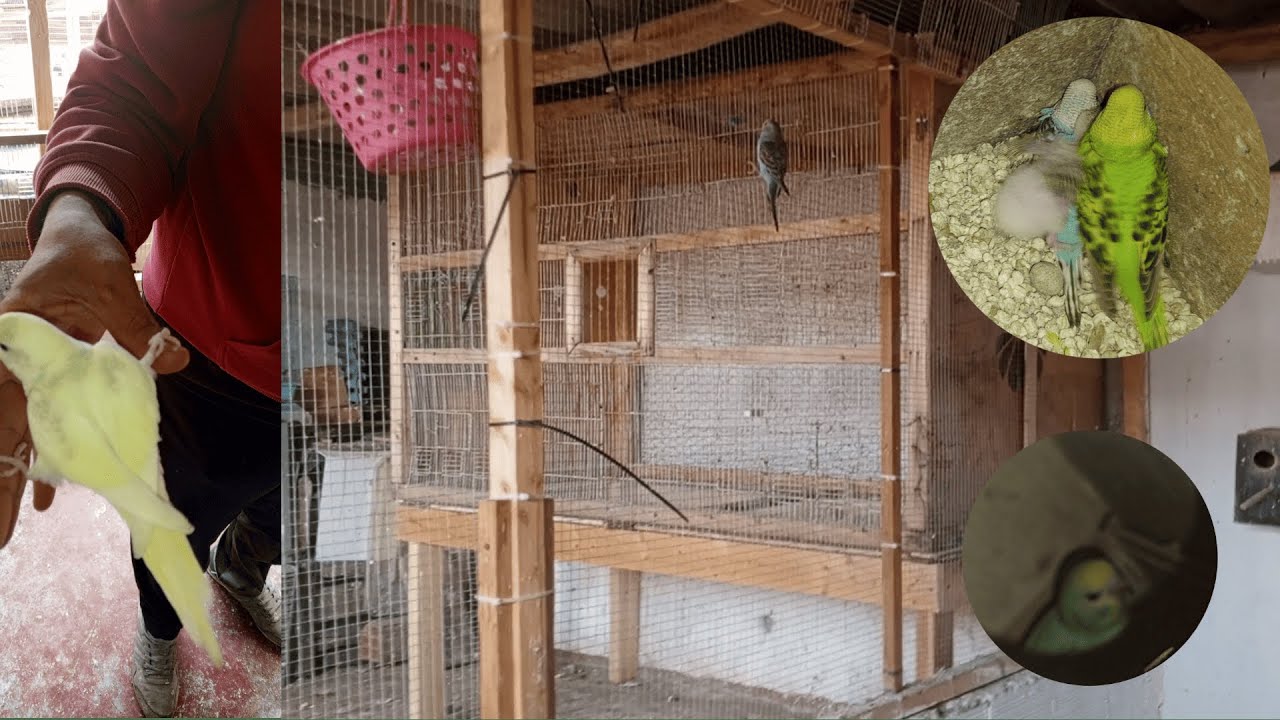 تربية طيور البادجي في السلاكة بشكل جماعي وإصلاح سجنة صغيرة و عزل فراخ البادجي