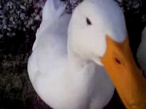 Vidéo: Est-ce que les canards cayuga cancanent ?