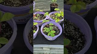 видео: Обзор + Цены 💥 ЛЕМАНА ☘️ Садовый Центр 🌺 #обзор #магазин #лемана #сад #огород #дача #интересно #блог картинка: Обзор + Цены 💥 ЛЕМАНА ☘️ Садовый Центр 🌺 #обзор #магазин #лемана #сад #огород #дача #интересно #блог