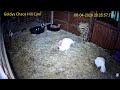 Goldy's CHaos Hill SD 807-10pm;807pm Janine feeds 2 Turkeys ;feeds Mylo Melvin Blossom Petal642026