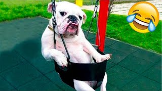 New Funny Cat and Dog Videos 😹🐶 Funniest Animals 🤣