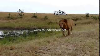 Wildlife Two Lions Fight to See Whos King!