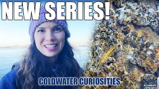 Acorn Barnacles - Coldwater Curiosities w/ Hilary Jaffe