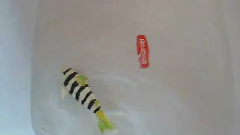 Shark -toy from Gearbest.