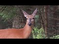 아침밥 먹으러 오는 엄마 사슴과 아기 다람쥐 Mother Deer And Baby Chipmunk Visit For Breakfast