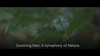 Soothing Rain Sound: A Symphony of Nature