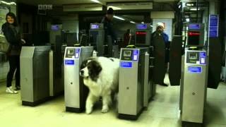 Rufus 'The Underground Dog' - The One Show - BBC Clip