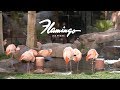 Inside the Flamingo Hotel and Casino Habitat - YouTube