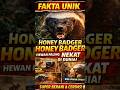 FAKTA UNIK. HONEY BADGER #faktahewan #faktaunik #animals #shortvideo #shorts