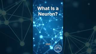 What is a Neuron