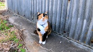 道路脇に座っていた三毛猫ちゃん、近づくと立ち上がってモフられにきた