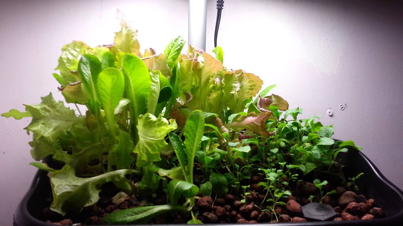 Mini 10 gallon aquaponics system week 5 update - YouTube