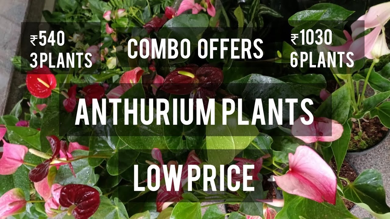 Anthurium plants combo offer | Low price | #plants #terracegardenindia #garden #gardening #plantlove