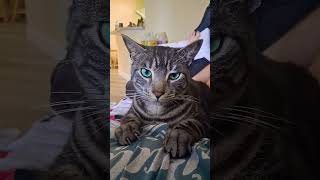 #eyes #kitty green eyed lady