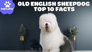 Old English Sheepdog  Top 10 Facts | Dog Facts