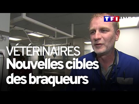 Vidéo: Les 10 principales questions à se poser avant d’adopter un animal de compagnie