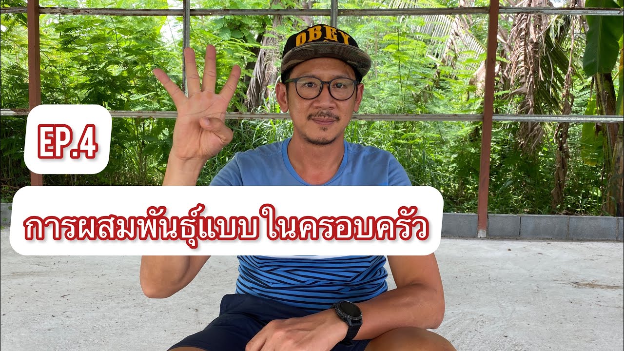 การผสมพันธ์ุแบบในครอบครัว [Ep.4] (081-555-3334)
