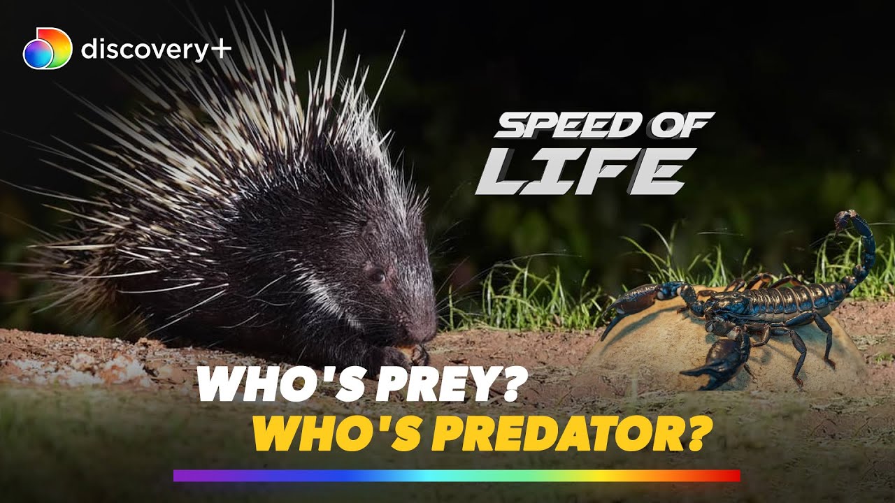 Baboon Spiders: A deadly fight l Speed of Life l discovery+