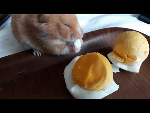 Video: Hamsterin Dişləməsini Necə Dayandırmaq Olar