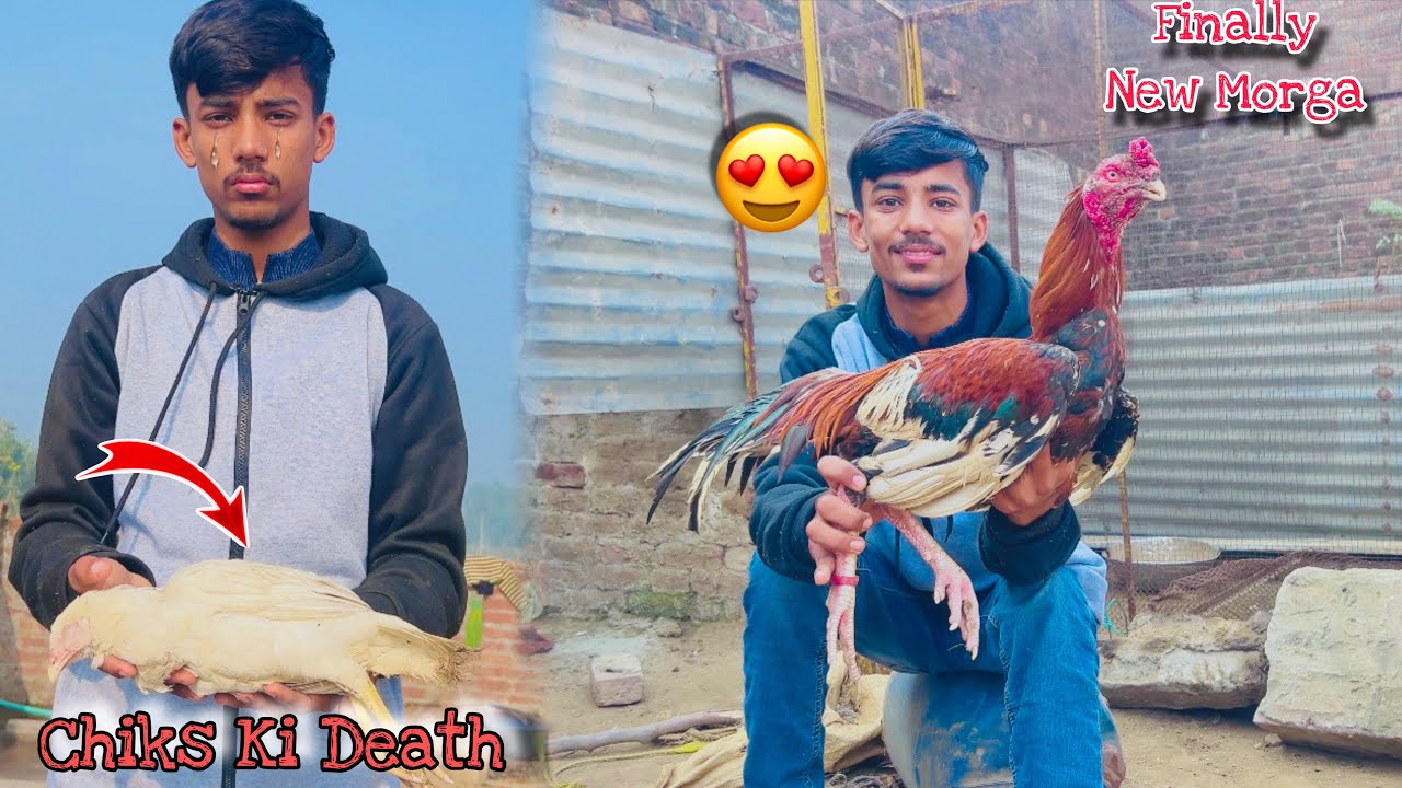 Finally New Morga A Gaya 😍/ Our Chiks Ki Death Ho Gai 🥹/Abdullah Jutt/