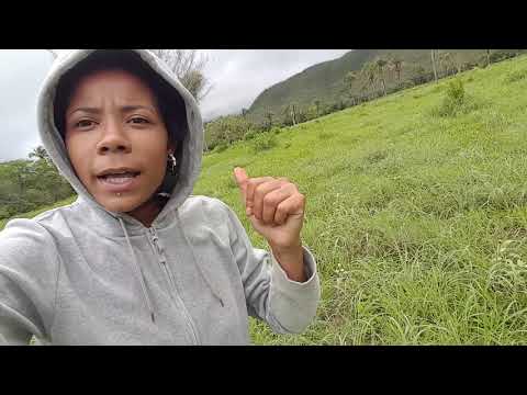 Vídeo: Cogumelos Mágicos E Passeios De Golfinho: Tortola - Matador Network