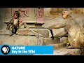 Spy Creatures and Animal Behavior