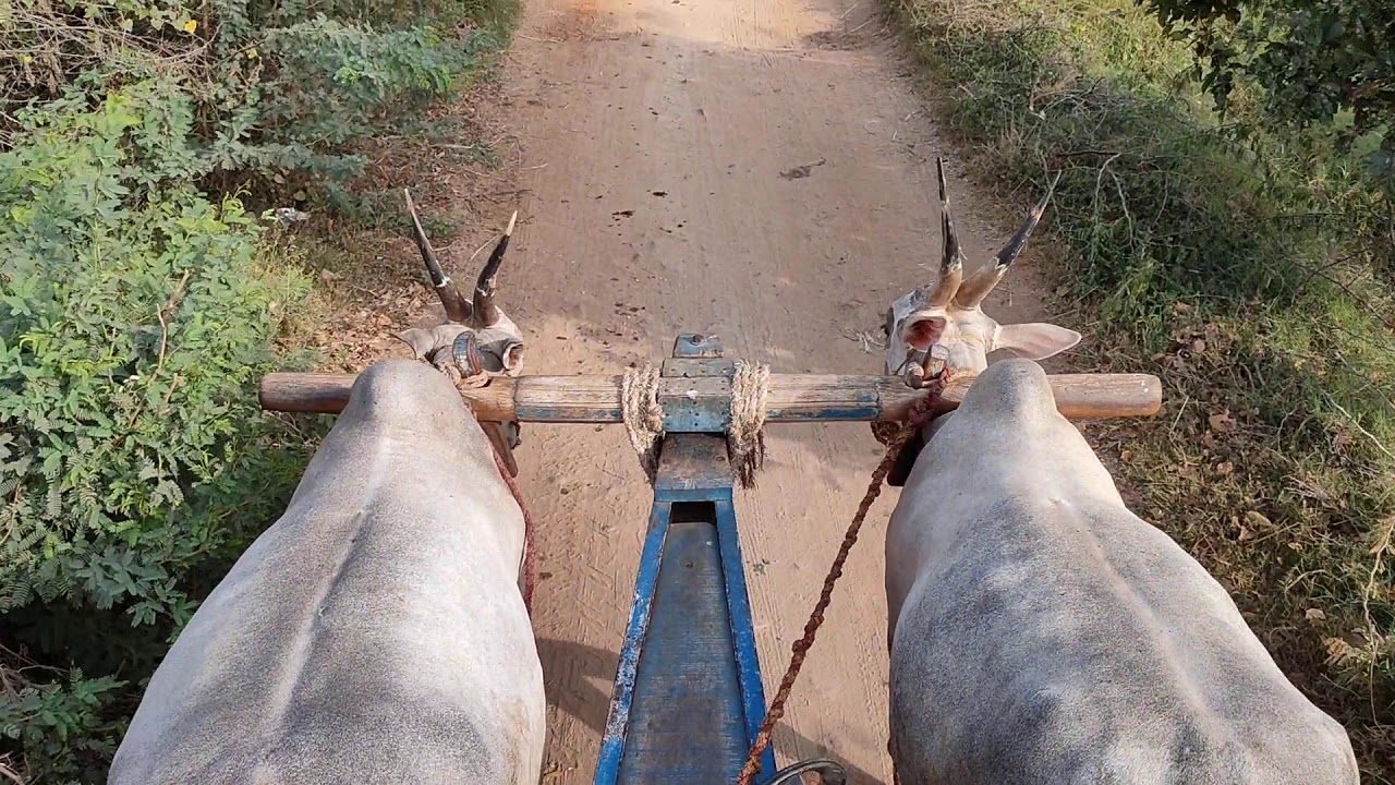 Beautiful Hallikar ox pair - YouTube