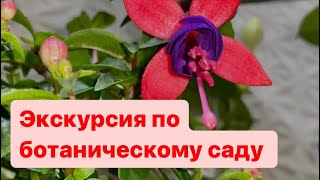 Экскурсия по моему ботаническому саду. Появились фуксии, новый Стефанотис и красивый дендробиум.