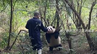 笑死没点口才真当不了熊猫基地的保安