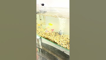 Cách cho cá cánh buồm ăn