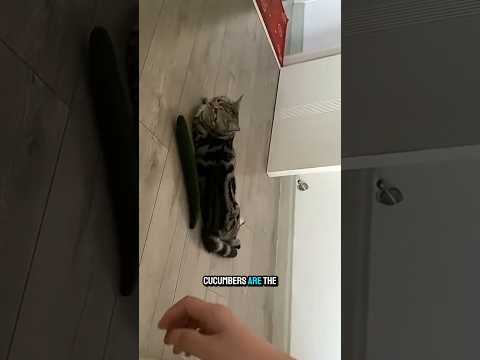 which is scary for cats 👹#funnycats #videosviral #shorts
