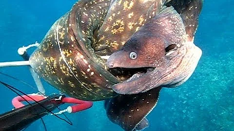 Come si pulisce la murena di mare?