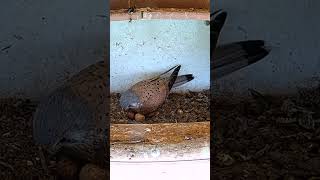 Majestic male falcon (kestrel) guards his eggs #birds #animals #shorts #webcams #live #wildlife