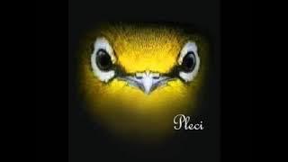 masteran pleci sejalur nembak wit wit slow