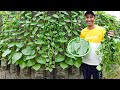 Fun And Convenient: Vertical Malabar Spinach Gardening For Urban Living