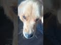 Heckin cat 🤣🐾 #goldenretriever #dog #cosmo #funnydogvideos #cat