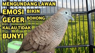 Perkutut Lokal Gacor Suara Super Kristal - Pancingan Malas Bunyi  (99%AMPUH BANGET)